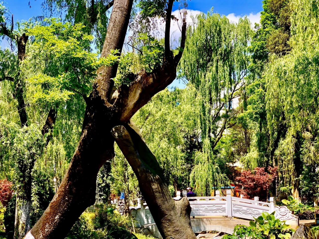 翠湖公園柳營洗馬河景點