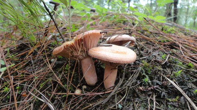 云南野生菌最全攻略，昆明這些地方盛產(chǎn)野生菌你知道幾個(gè) 