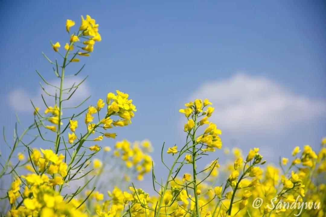 3月昆明，宜“春光乍泄”！