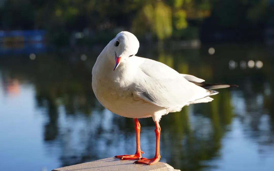 紅嘴鷗來(lái)啦！昆明最佳賞鷗地點(diǎn)推薦！    昆明傳媒公司