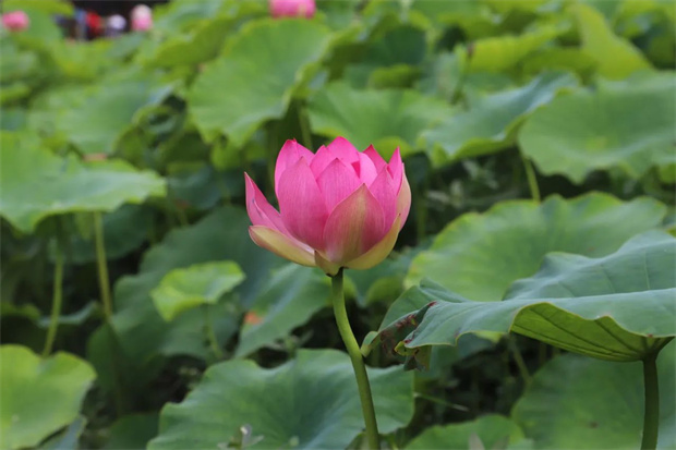 云南旅游,云南旅行社,云南團(tuán)建公司,云南策劃公司,云南會(huì)議會(huì)展,昆明旅游,昆明旅行社,昆明團(tuán)建公司,昆明策劃公司,昆明會(huì)議會(huì)展：楊林港的荷花，開了！